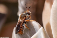 2021-03-20-Abeja-Rhodanthidium-sticticum