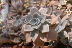 2021-03-20-Graptopetalum-paraguayense-1