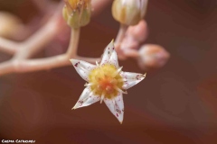 2021-03-20-Graptopetalum-paraguayense-2