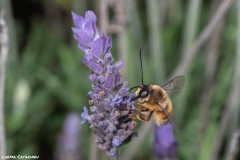 2021-02-00-Abeja-eucenera-en-lavanda-02