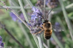 2021-02-00-Abeja-eucenera-en-lavanda-03