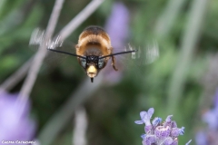 2021-02-00-Abeja-eucenera-en-lavanda-04