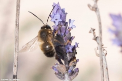 2021-02-00-Abeja-eucenera-en-lavanda-05