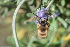 2021-02-00-Abeja-eucenera-en-lavanda-06