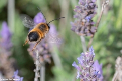 2021-02-00-Abeja-eucenera-en-lavanda-07