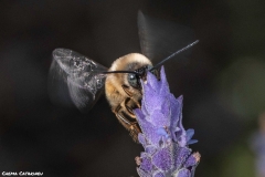 2021-02-00-Abeja-eucenera-en-lavanda-08