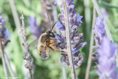 2021-02-00-Abeja-eucenera-en-lavanda-10