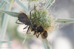 2021-06-26-Eryngium-ChCG-02