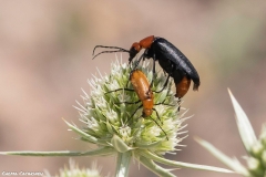 2021-06-26-Eryngium-ChCG-03
