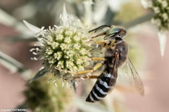 2021-06-26-Eryngium-ChCG-04