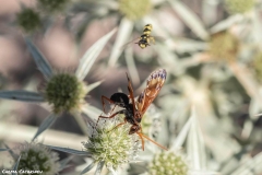 2021-06-26-Eryngium-ChCG-06