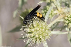 2021-06-26-Eryngium-ChCG-07