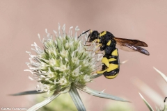 2021-06-26-Eryngium-ChCG-10