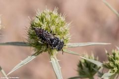 2021-06-26-Eryngium-ChCG-11