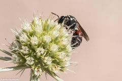 2021-06-26-Eryngium-ChCG-12