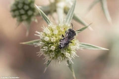 2021-06-26-Eryngium-ChCG-13