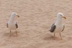 2021-04-25-Gaviotas-2
