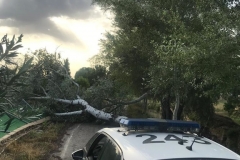2021-06-17-Arbol-caido-lluvia-Guadalupe