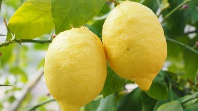 Photo of El Gobierno regional propone el arranque de limoneros como solución a los excedentes