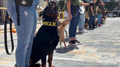 Photo of El Ayuntamiento de Murcia lanza una campaña de adopción de mascotas recogidas de la calle