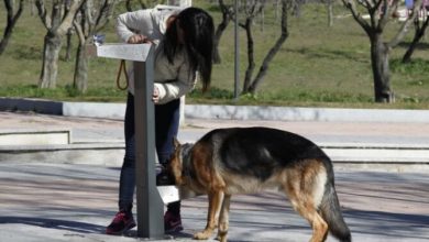 Photo of Proponen que las ciudades instalen fuentes de agua y refugios climáticos para perros