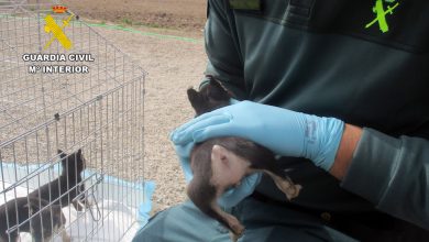 Photo of Investigan a un hombre por amputar la cola a cuatro cachorros de perro