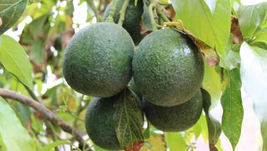 Photo of También el aguacate es de Canarias