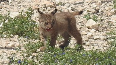 Photo of Nacen los dos primeros cachorros de lince ibérico en la Región de Murcia