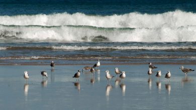 Photo of Primero sobrevivir (15): El mar original