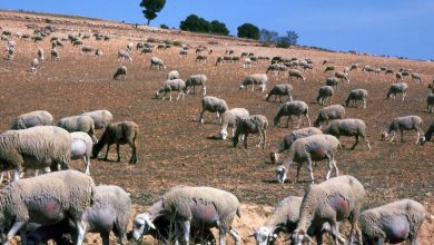 Photo of Primero sobrevivir (18): Ganadería y animalismo