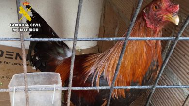 Photo of La Guardia Civil descubre gallos de pelea mutilados en una finca de Torre Pacheco