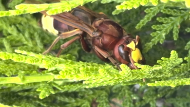 Photo of Logran identificar las plantas preferidas por las reinas de avispón oriental para eliminarlas