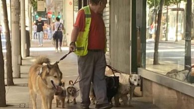 Photo of En la Región hay una mascota registrada por cada tres habitantes