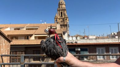 Photo of Murcia libera halcones con emisores satelitales para controlar la población de palomas