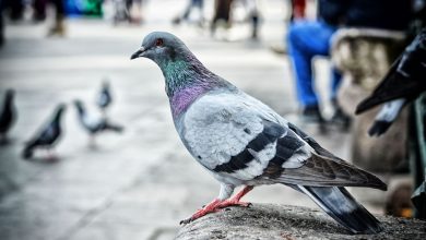 Photo of Campaña del Ayuntamiento de Murcia para evitar que los ciudadanos den de comer a las palomas