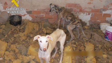 Photo of El Seprona recupera a un galgo en situación de abandono encerrado en una caseta