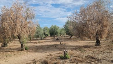 Photo of El cambio climático podría favorecer la expansión de la plaga de la verticilosis del olivo