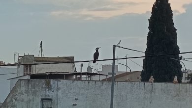 Photo of Las altas temperaturas no dieron tregua en septiembre, que fue “extremadamente cálido y seco”